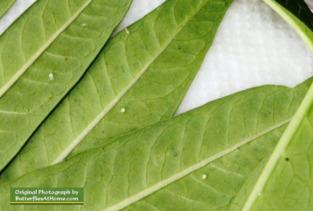 Monarch Butterfly eggs on Milkweed leaves